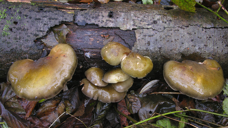 Sarcomyxa serotina. Scheda fotografica